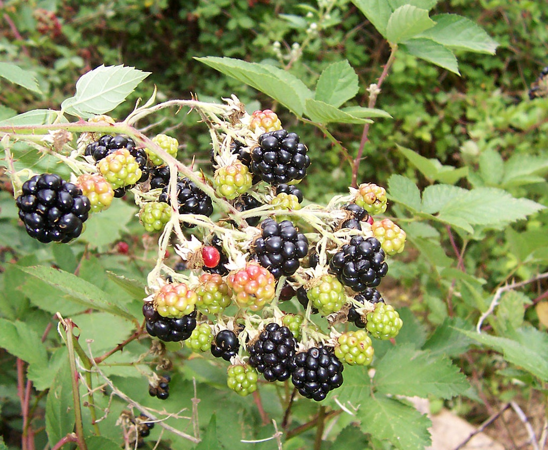 Naturliga antioxidanter: Fördelar och bästa källorna för din hälsa